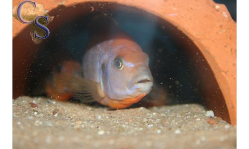 Iodotropheus sprengerae